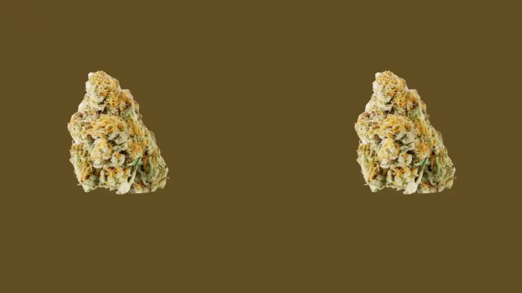 Gorilla Glue
