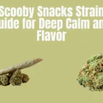 scooby snacks strain