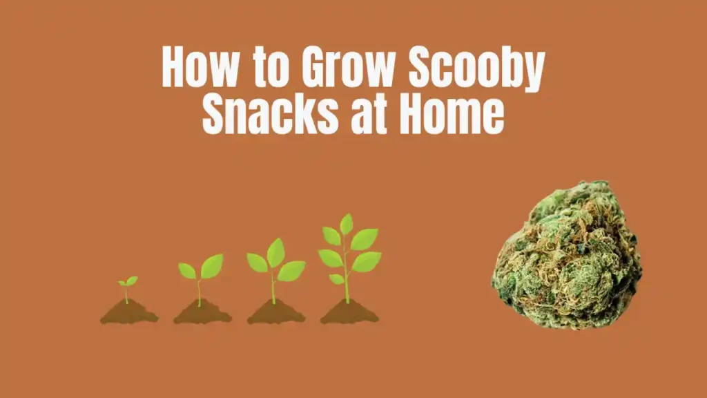 feminized cannabis seeds usa